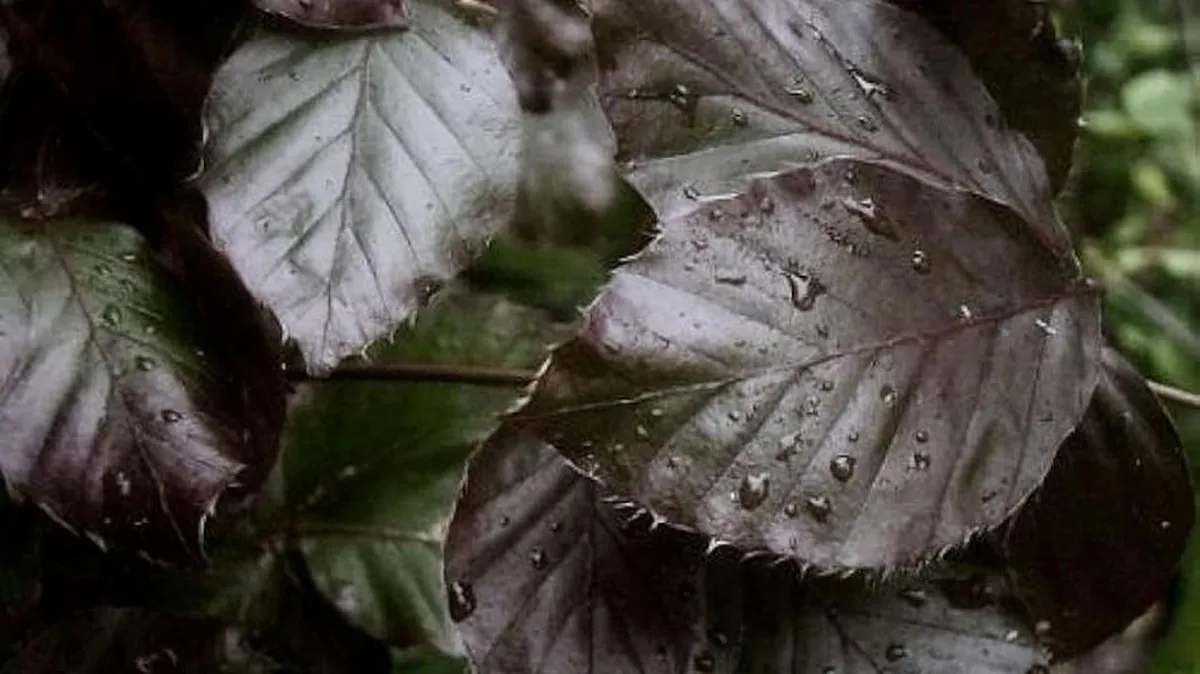 Fagus sylvatica ‘Dawyck Purple’