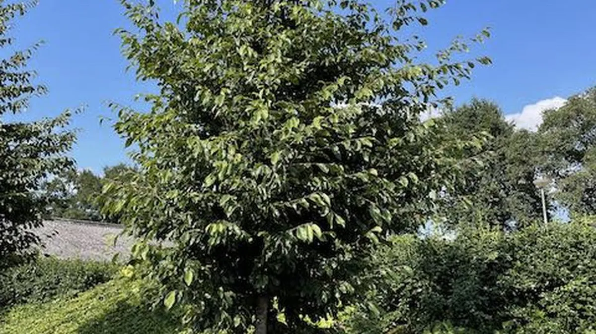 Sycoparrotia semidecidua 'Prins Claus'
