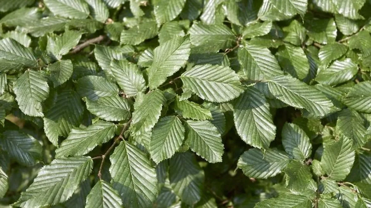 Carpinus betulus 'Frans Fontaine'
