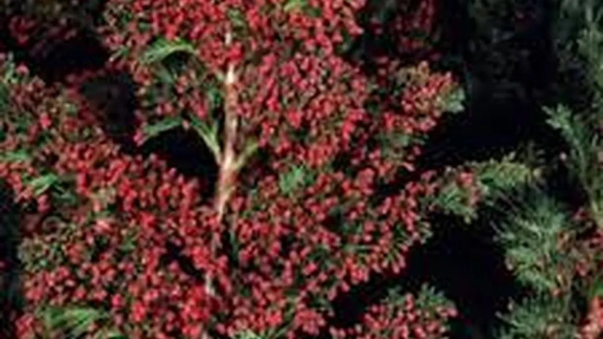 Chamaecyparis lawsoniana ‘Little Spire’