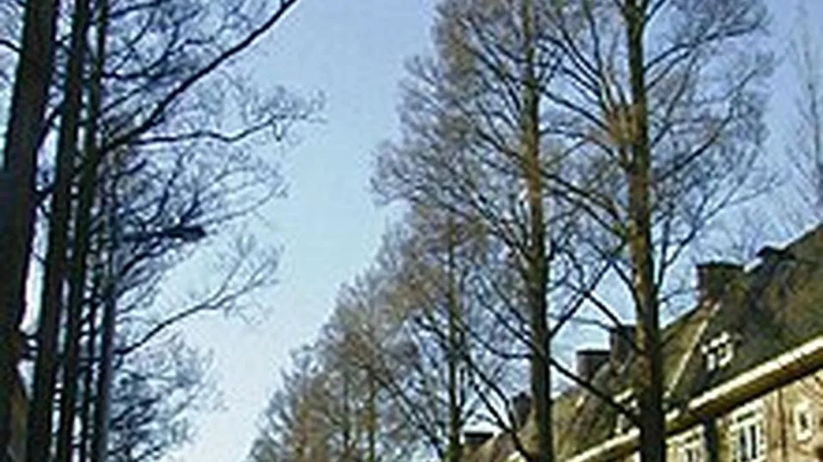Ulmus minor ‘Sarniënsis’ (Monumetalis)