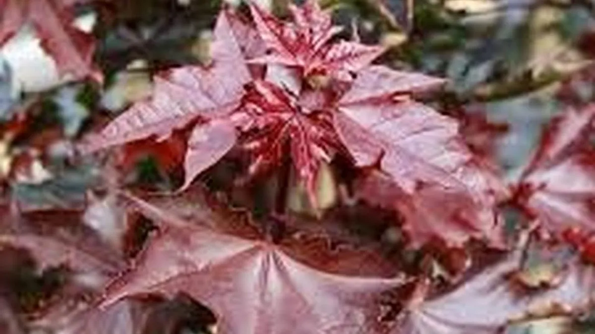 Acer platanoides ‘Crimson Sentry’