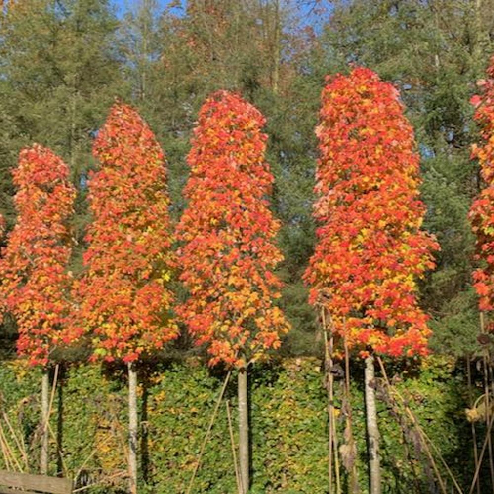 Acer rubrum 'Doric'