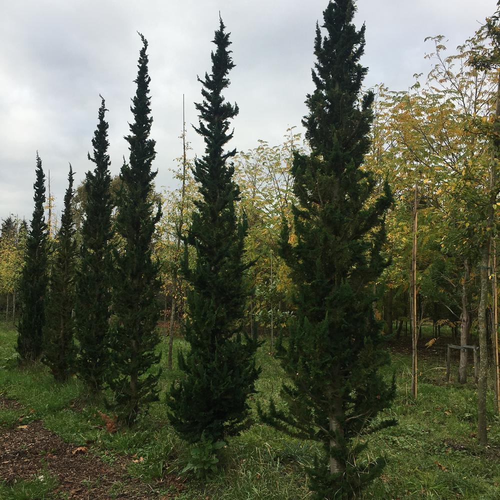 Chamaecyparis lawsoniana ‘Little Spire’