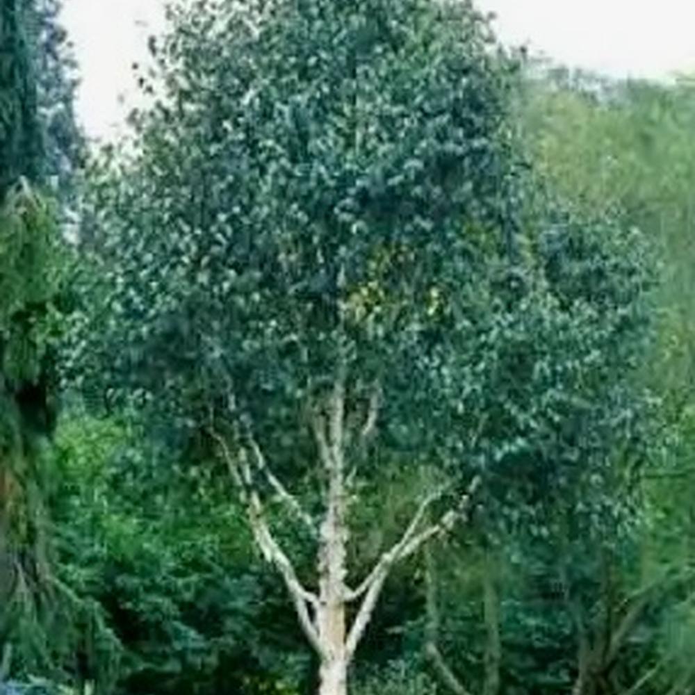 Betula utilis subsp. Jaquemontii (utilis)