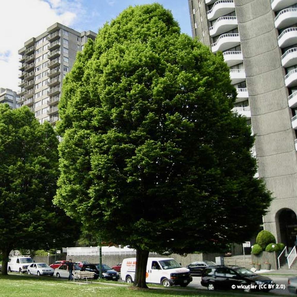 Carpinus betulus 'Fastigiata'