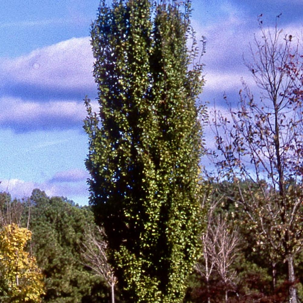 Carpinus betulus 'Frans Fontaine'