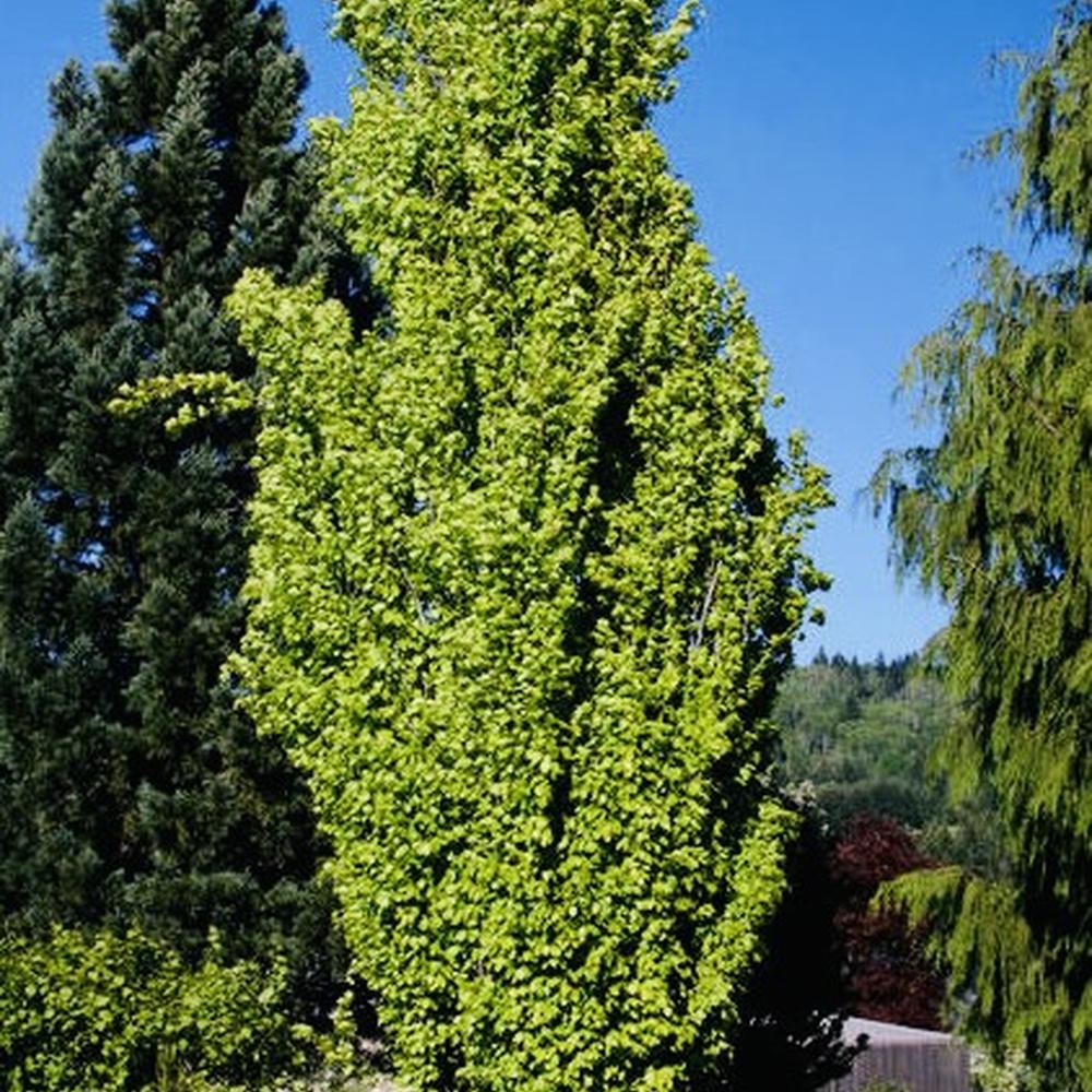 Fagus sylvatica 'Dawyck Gold'