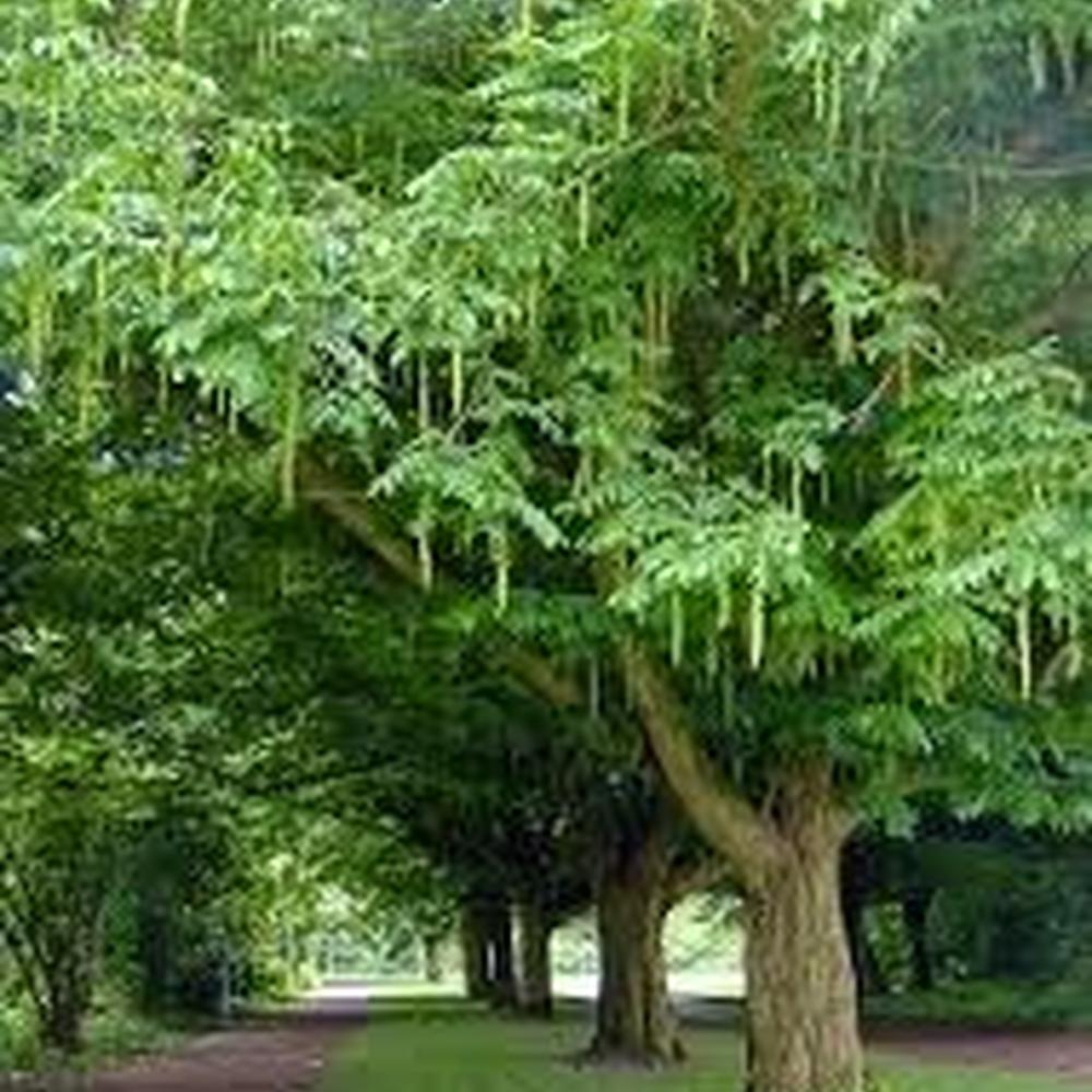 Pterocaria fraxinifolia
