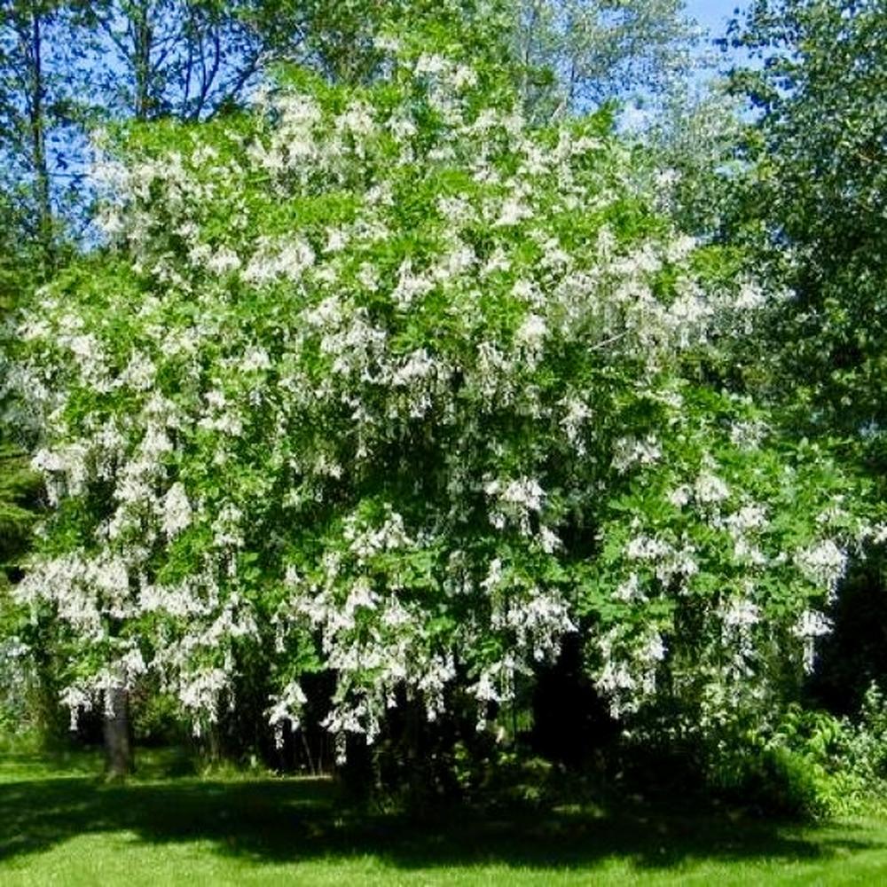 Cladrastis lutea