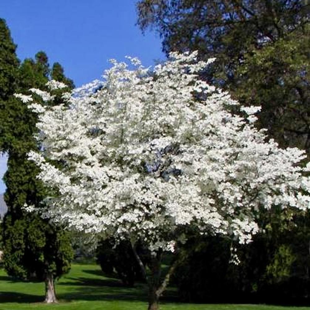 Cornus florida