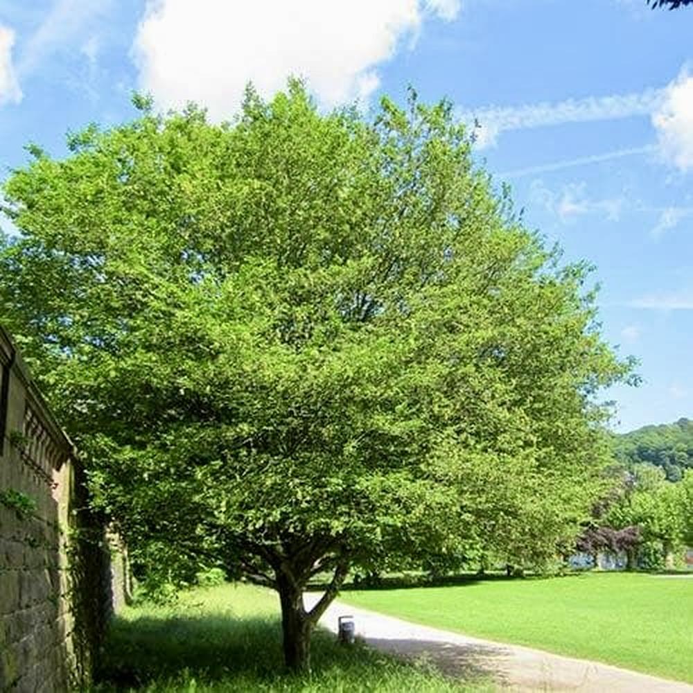 Carpinus betulus 'Quercifolia'