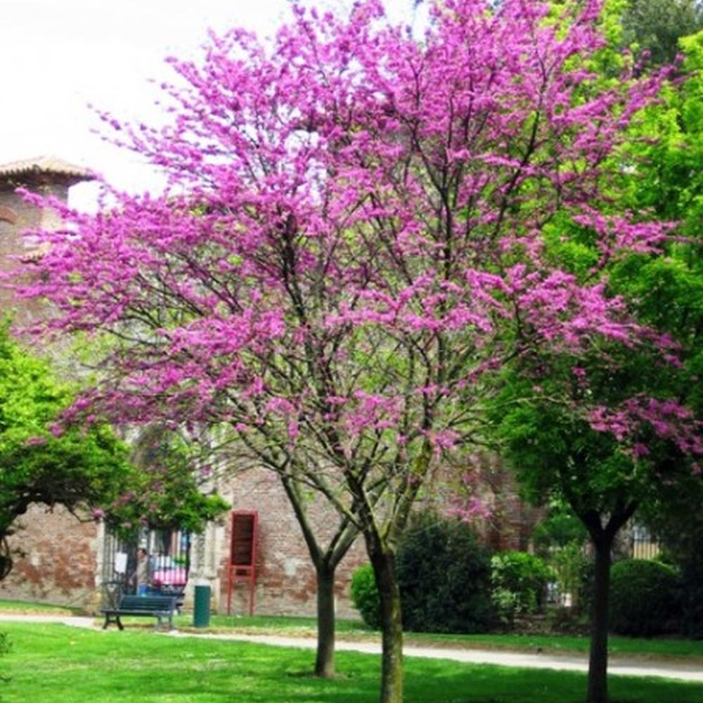 Cercis siliquastrum