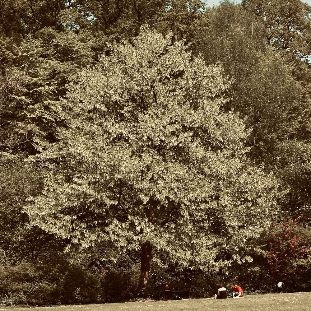 Davidia involucrata