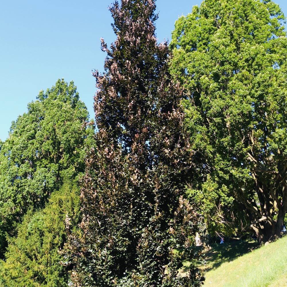 Fagus sylvatica  ‘Dawyck Purple’