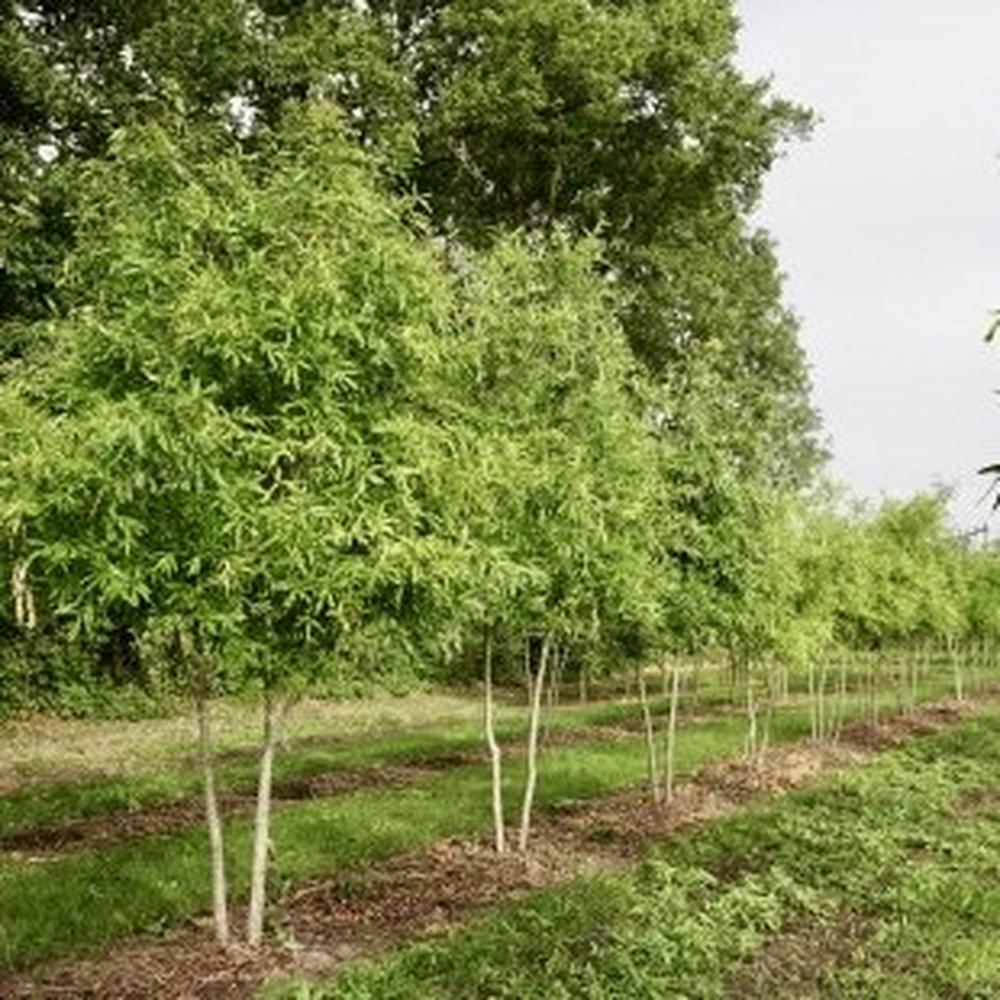 Quercus phellos (multistam)