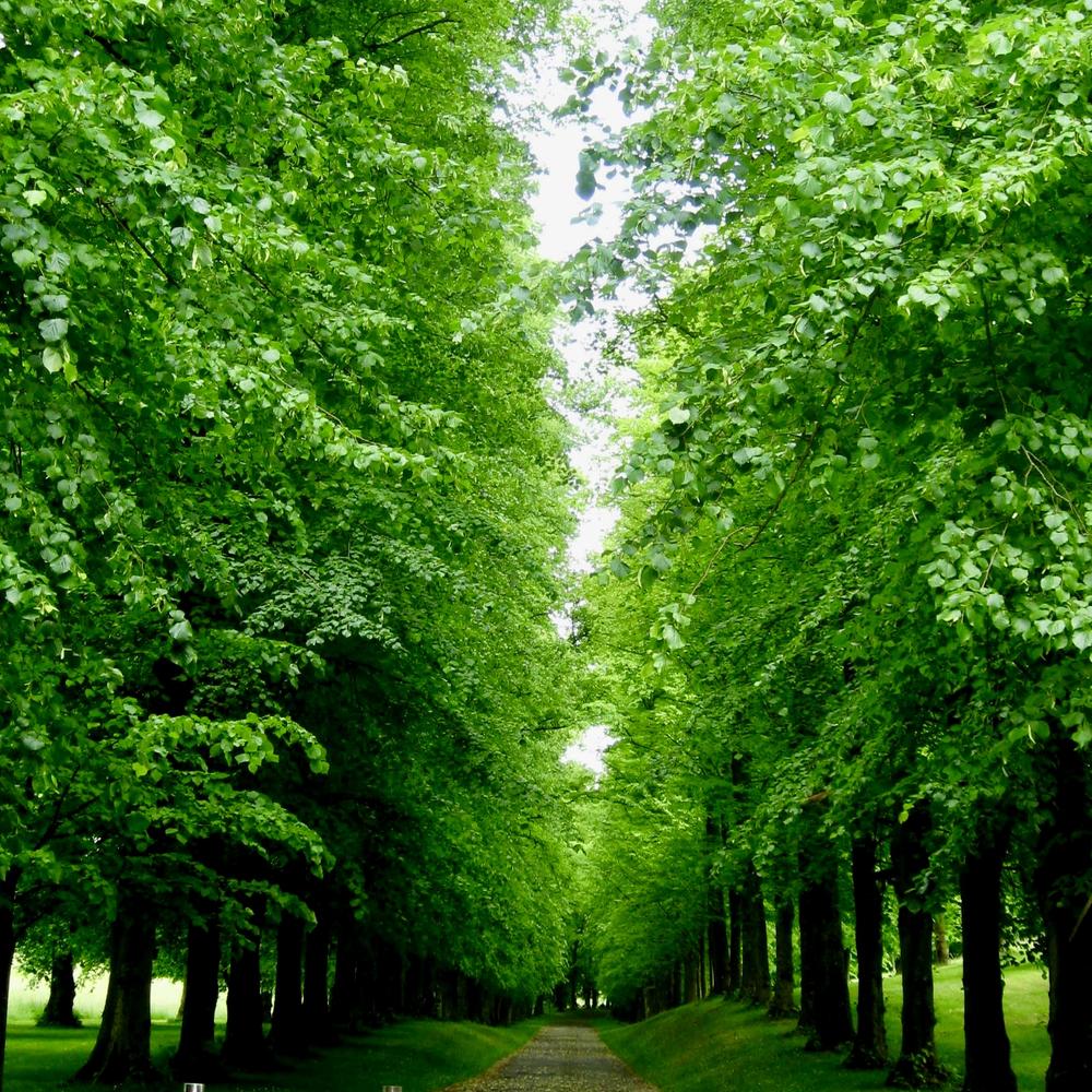 Tilia europea ‘Pallida’