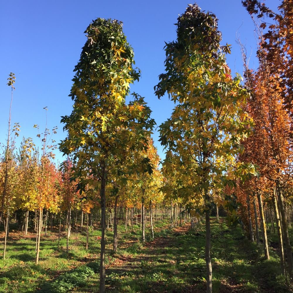 Liquidambar styraciflua ‘Slender Silhouette