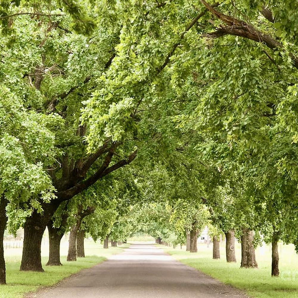 Quercus robur