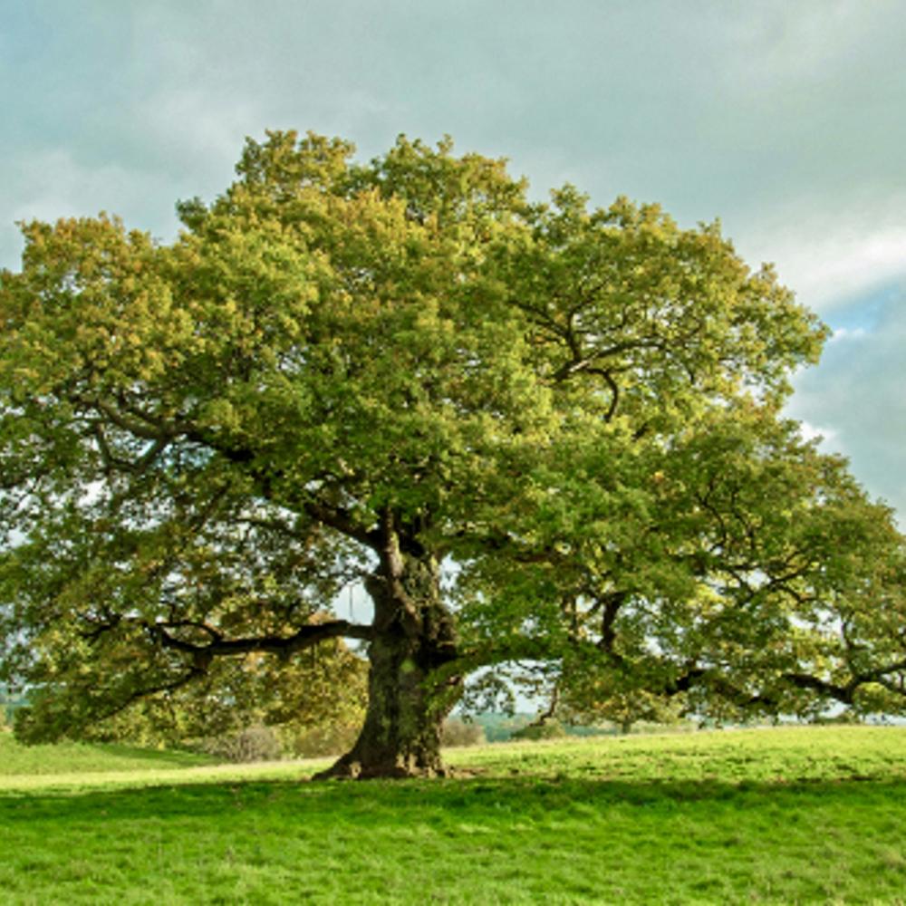 Quercus robur solitair