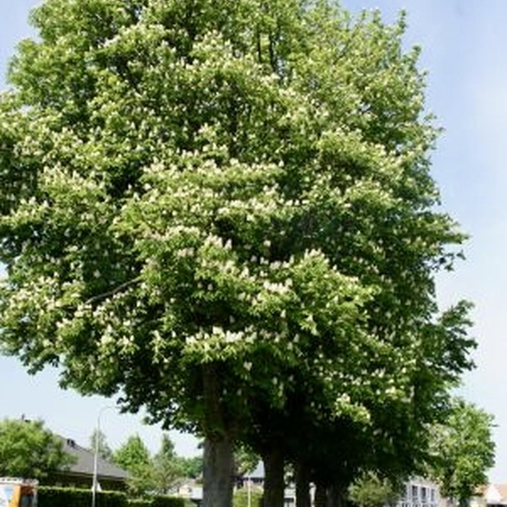 Aesculus hippocastanun