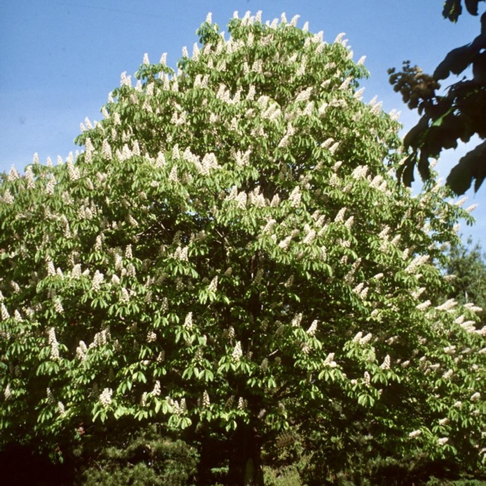 Aesculus hippocastanum