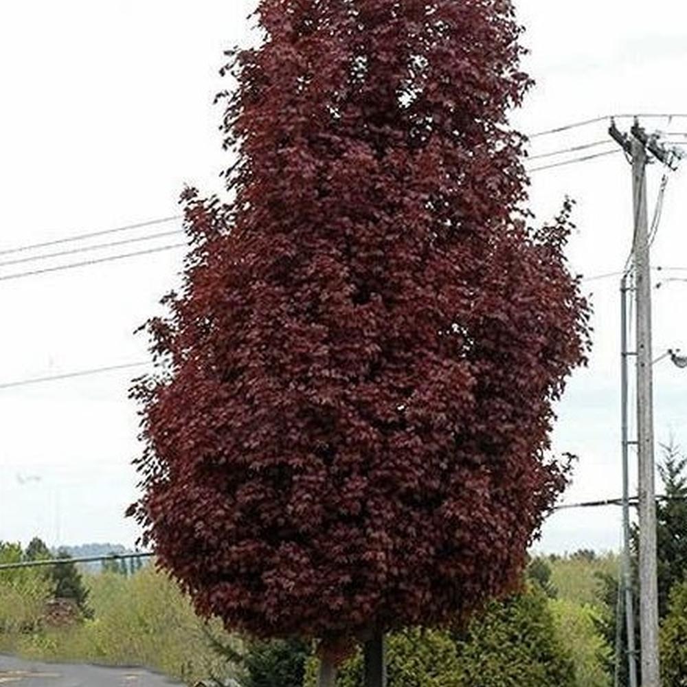 Acer platanoides ‘Crimson Sentry’