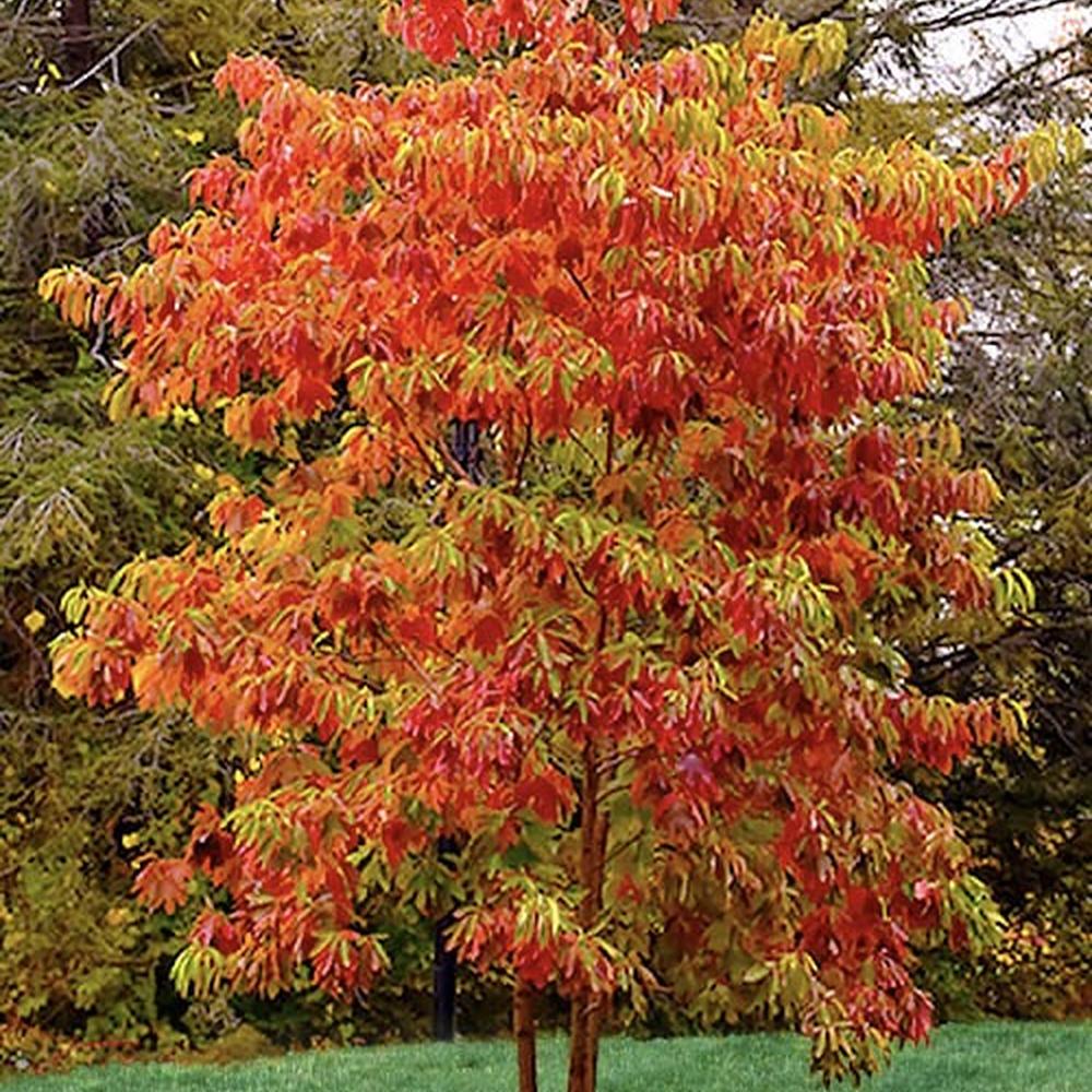 Sassafras albidum