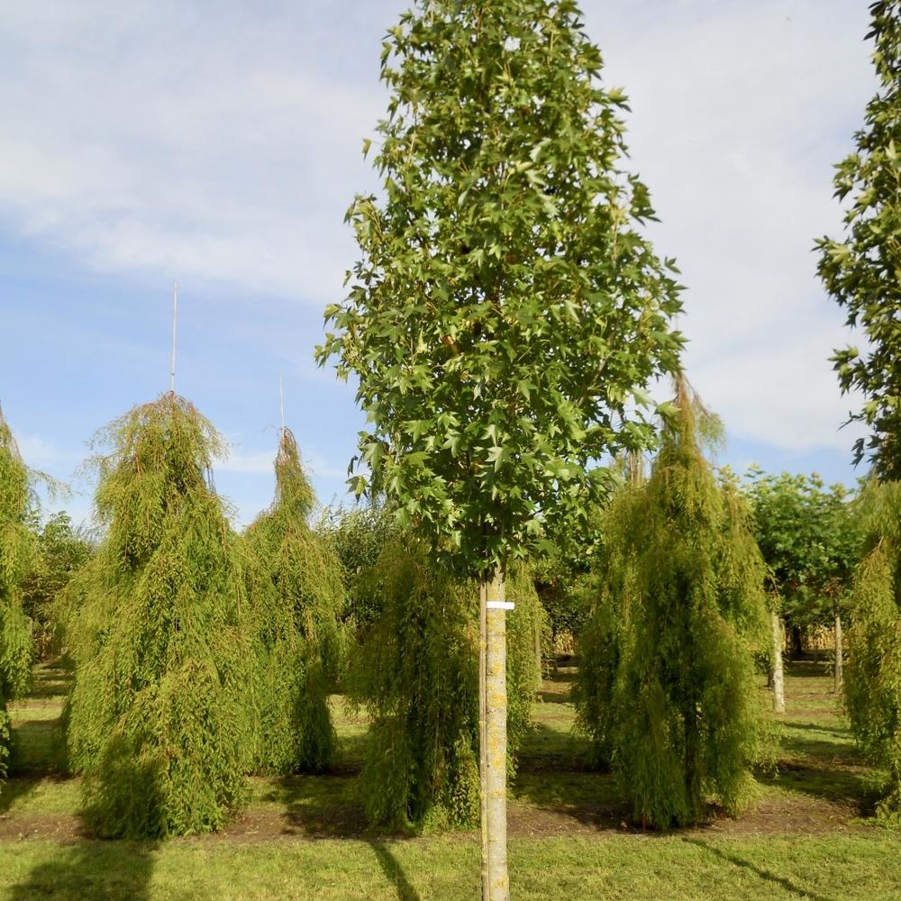 Liquidambar styraciflua ‘Paarl’