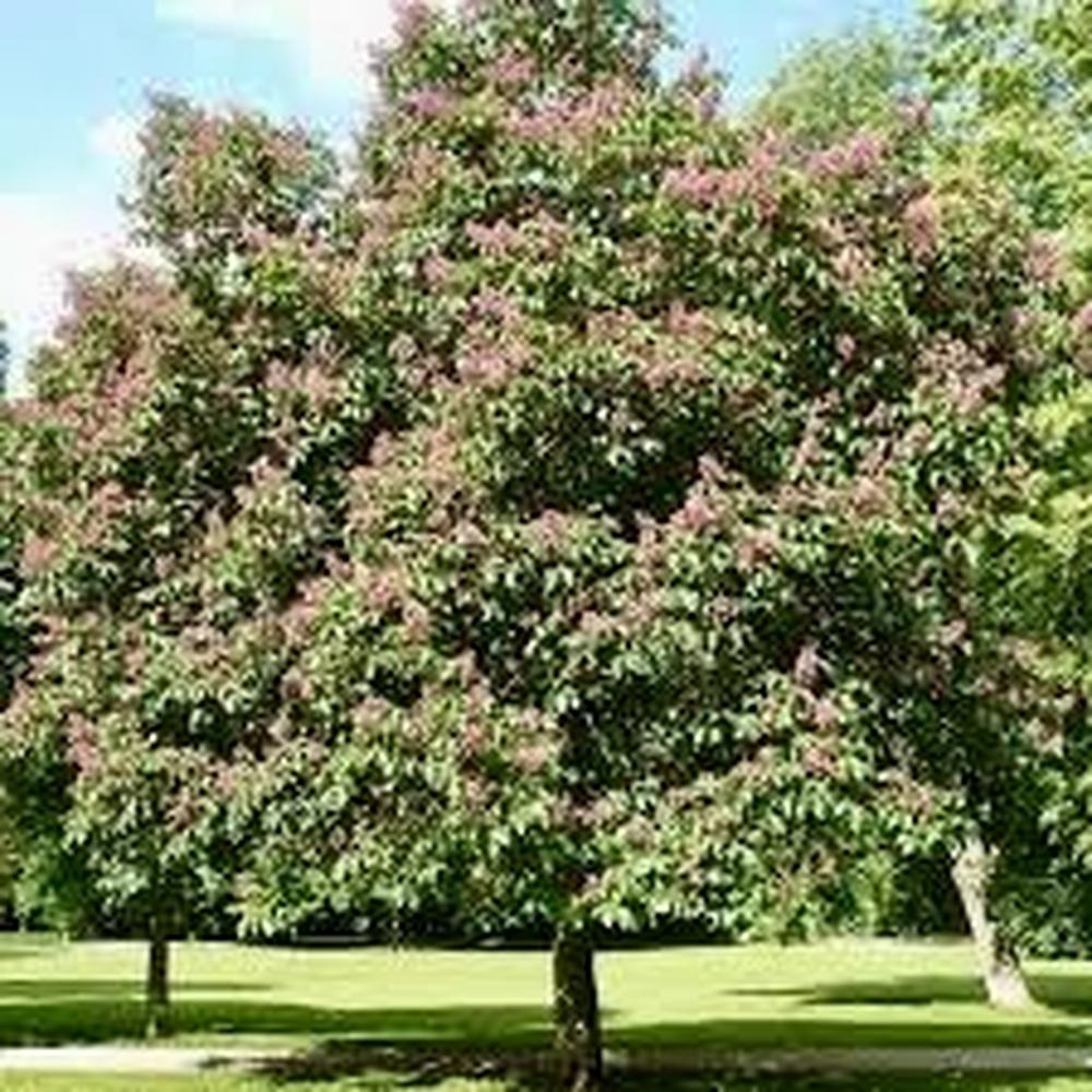 Aesculus carnea ‘Briottii’