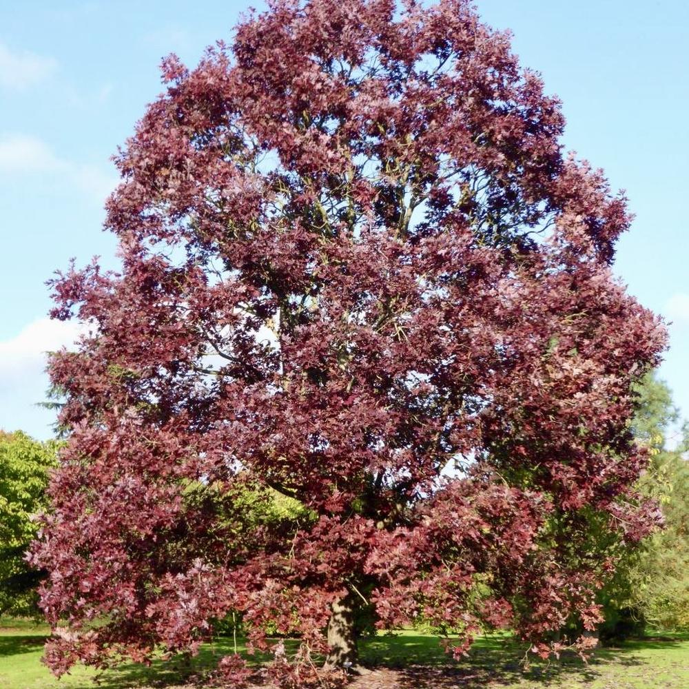 Quercus alba