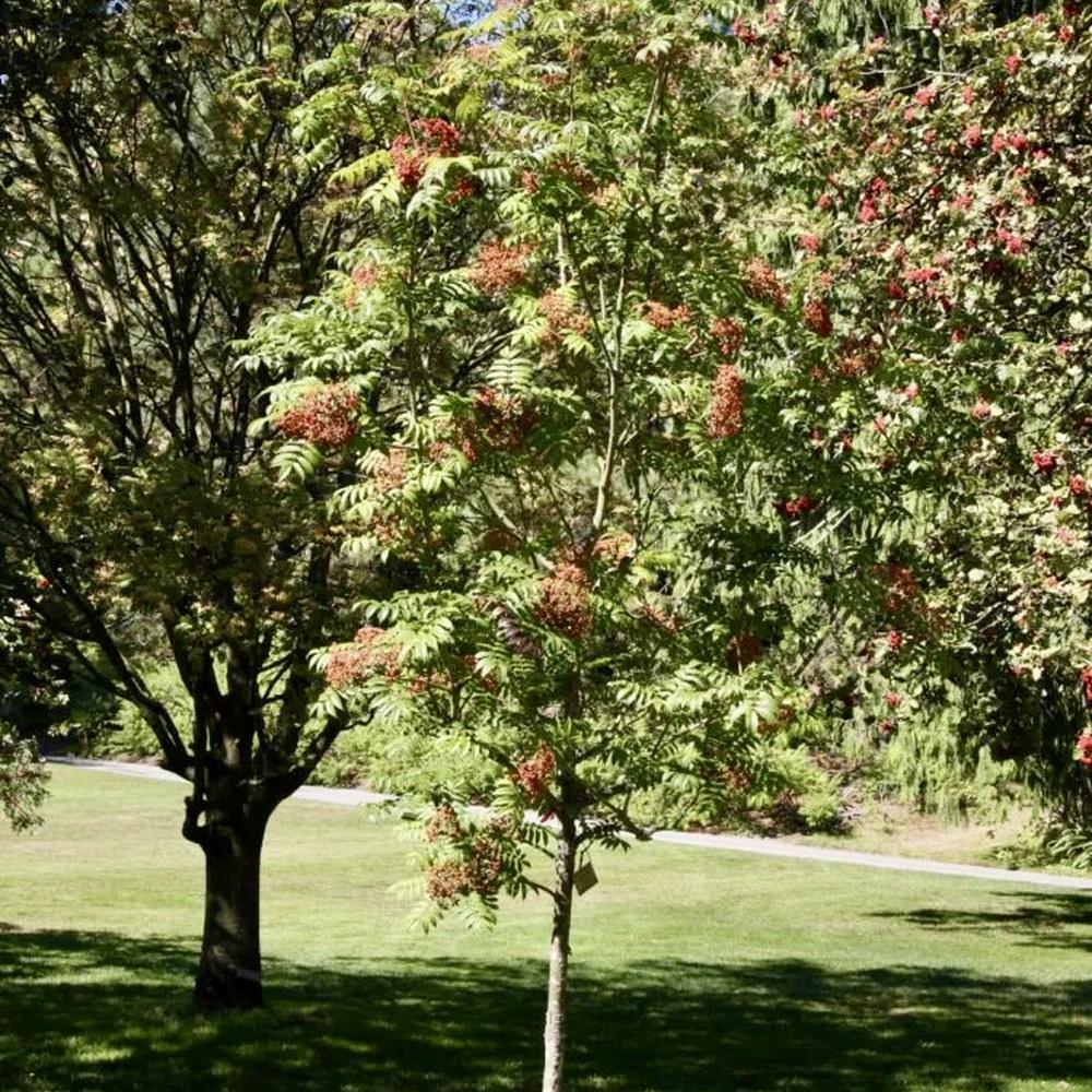 Sorbus sargentiana