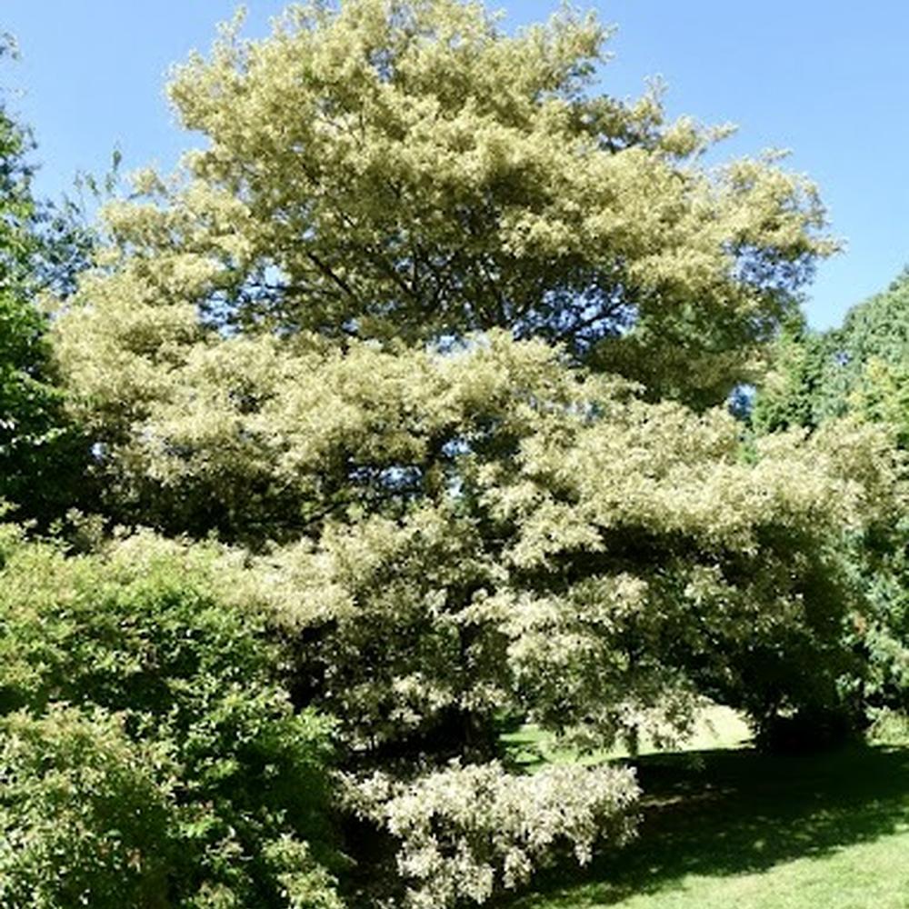 Quercus cerris ‘Argenteovariëgata’