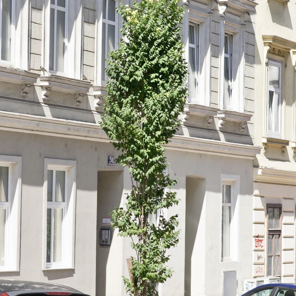 Koelreuteria paniculata ‘Fastigiata’