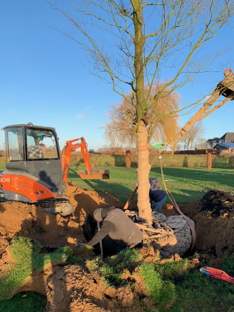 Jonge boom op de kwekerij